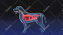 create 2d or 3d medical animations for you