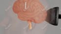 make 3d and 2d medical animated videos