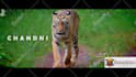 be editing a cinematic wedding trailer, teaser