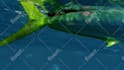 do professional video editing vfx and 3d animation
