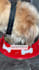 create ugc dog video ads for tiktok facebook instagram reels