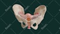 do custom 3d product, science and medical animation