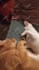 create funny animals videos, funny cats ,dogs videos,pets compilations in 24hr