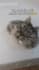 create 1000 funny pets youtube shorts or reels