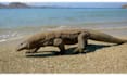 create wildlife  animals copyright free videos for youtube
