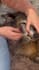 do ugc video with my dog