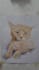 do a custom watercolor pet portrait painting