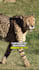 create wildlife  animals copyright free videos for youtube