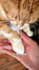 create dog or cat ugc video ads for your pet products and services