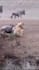 create wildlife  animals copyright free videos for youtube