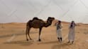 deliver funny happy birthday video with camel