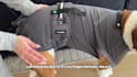 create ugc for pet products with my large dog