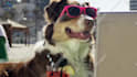 make a funny video commercial with a dog at the beach