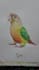 do a custom watercolor pet portrait painting