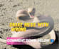 create wildlife  animals copyright free videos for youtube