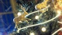 create amazing christmas video, animation card