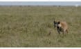 create wildlife  animals copyright free videos for youtube