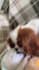 create ugc with my cavalier king charles spaniel, frankie