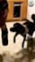 create 1000 funny pets youtube shorts or reels