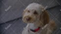 make your dog talk with stunning vfx for your videos