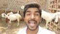 wish happy birthday and sing song with my goats
