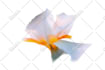 animate and loop your 2d character, art or image