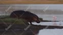 create wildlife  animals copyright free videos for youtube