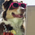 make a funny video commercial with a dog at the beach