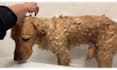 create ugc content for your dog products or pet brand