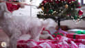create cute cat video ads for your business