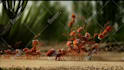 do a funny ants promo