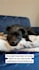 create user generated content with my dog USA