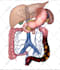 do high quality medical illustrations