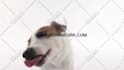 make funny dog licking video with your logo