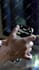do professional video editing