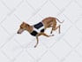 do 3d low poly models of any animal