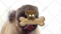 make a pug lick your logo or text only