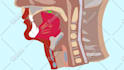 draw human anatomy illustrations