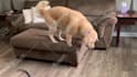 make funny dogs compilation videos for youtube and facebook
