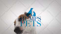 make funny dog licking video with your logo