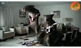 do funny short pest control video