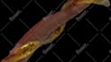 do realistic water and liquid animations for your product