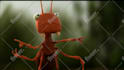 do a funny ants promo