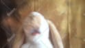 sing happy birthday with my rabbit puppet