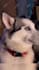 edit youtube shorts or tiktoks