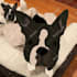 digitally draw your pet