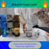 create viral video ads for dropshipping