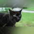 create funny viral cat dog animal pet videos compilation for youtube in 24 hrs