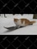 create cute cat video ads for your business