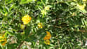 scream your name into a bush
